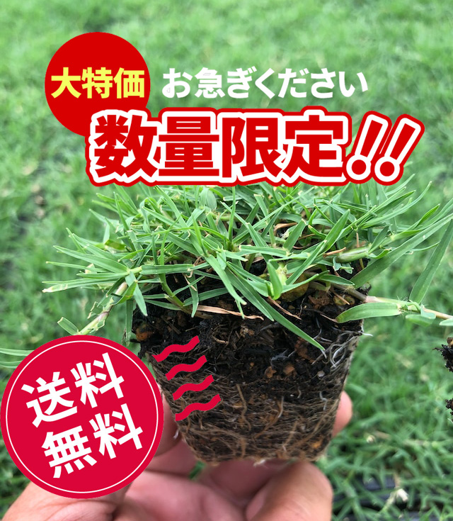 ティフトン419ポット苗　25株6セルトレー